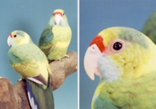 �ޥ�������������