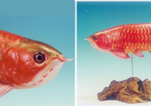 �������������(�����ѡ���å�)