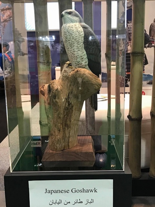 Northern Goshawk (����������